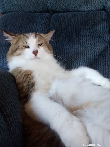 17 Adorable Pregnant Cats & Dogs That Will Leave You Amazed