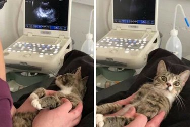 17 Adorable Pregnant Cats & Dogs That Will Leave You Amazed
