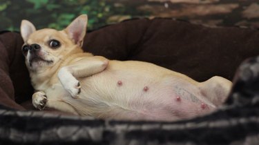 17 Adorable Pregnant Cats & Dogs That Will Leave You Amazed