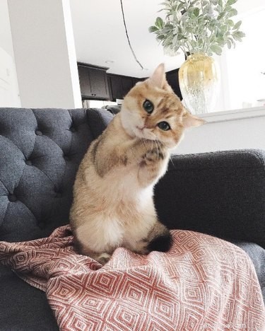 18 Adorable Cat & Dog Moments Guaranteed to Brighten Your Day