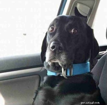 18 Adorable Cat & Dog Moments Guaranteed to Brighten Your Day