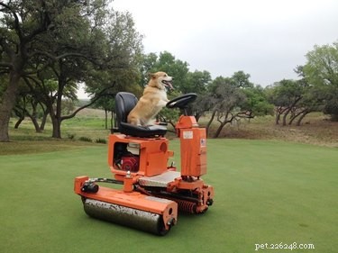 18 Adorable Cat & Dog Moments Guaranteed to Brighten Your Day