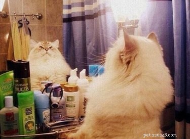 18 Adorable Cat & Dog Moments Guaranteed to Brighten Your Day