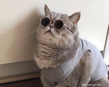 18 Adorable Cat & Dog Moments Guaranteed to Brighten Your Day