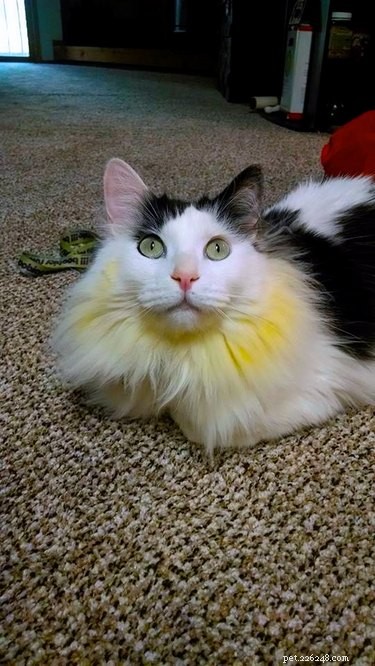 18 Adorable Cat & Dog Moments Guaranteed to Brighten Your Day
