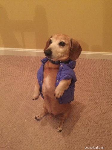 18 Adorable Cat & Dog Moments Guaranteed to Brighten Your Day