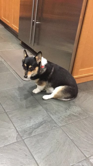 18 Adorable Cat & Dog Moments Guaranteed to Brighten Your Day