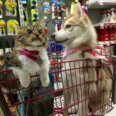 18 Adorable Cat & Dog Moments Guaranteed to Brighten Your Day