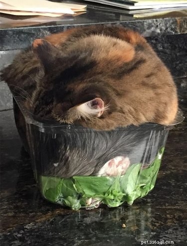 18 Adorable Cat & Dog Moments Guaranteed to Brighten Your Day