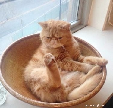 18 Adorable Cat & Dog Moments Guaranteed to Brighten Your Day