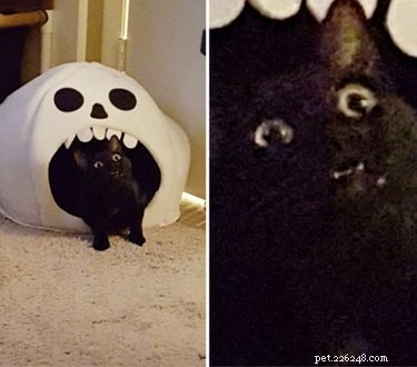 18 Adorable Cat & Dog Moments Guaranteed to Brighten Your Day