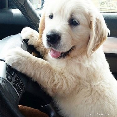 18 Adorable Cat & Dog Moments Guaranteed to Brighten Your Day