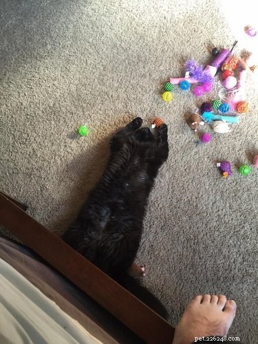 18 Adorable Cat & Dog Moments Guaranteed to Brighten Your Day