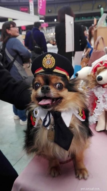 18 Adorable Cat & Dog Moments Guaranteed to Brighten Your Day