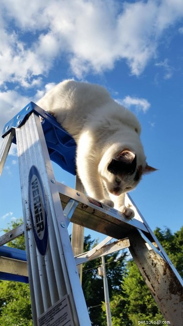18 Adorable Cat & Dog Moments Guaranteed to Brighten Your Day