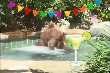 Bear Breaks Into Southern California Home, Finds Hot Tub and Margarita