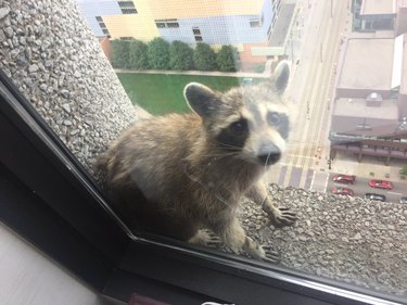 10 Raccoons That Went Viral for Unforgettable Mischief