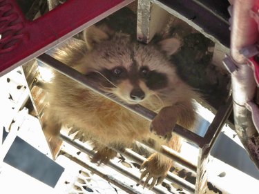 10 Raccoons That Went Viral for Unforgettable Mischief