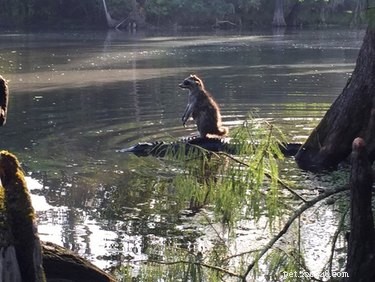 10 Raccoons That Went Viral for Unforgettable Mischief