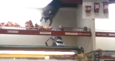 10 Raccoons That Went Viral for Unforgettable Mischief