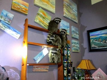 10 Raccoons That Went Viral for Unforgettable Mischief