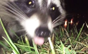 10 Raccoons That Went Viral for Unforgettable Mischief