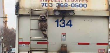 10 Raccoons That Went Viral for Unforgettable Mischief