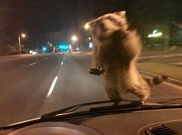 10 Raccoons That Went Viral for Unforgettable Mischief