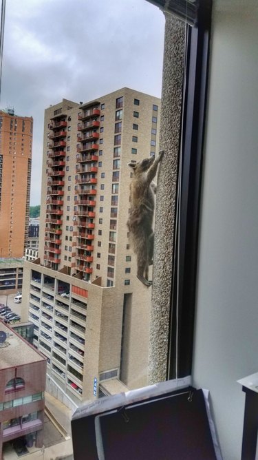 10 Raccoons That Went Viral for Unforgettable Mischief