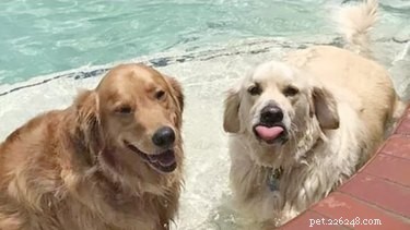 17 Unusual Pets That Will Melt Your Heart
