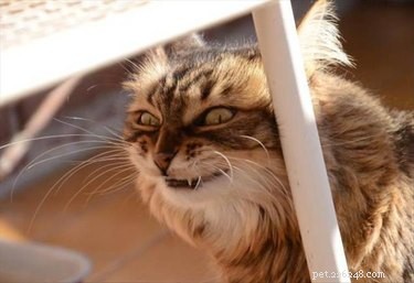 17 Unusual Pets That Will Melt Your Heart