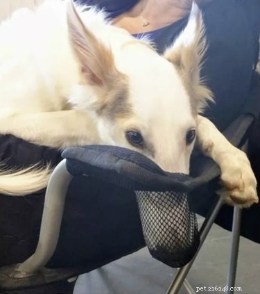 17 Unusual Pets That Will Melt Your Heart