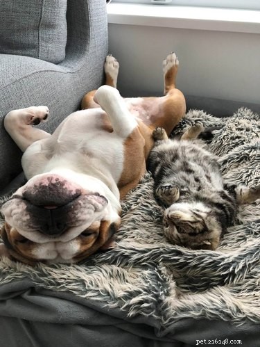 17 Unusual Pets That Will Melt Your Heart