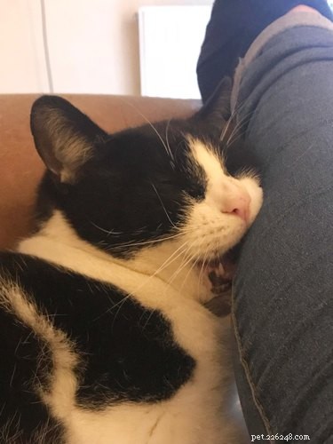 17 Unusual Pets That Will Melt Your Heart