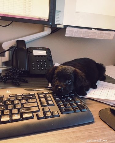 17 Unusual Pets That Will Melt Your Heart