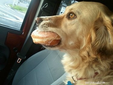 17 Unusual Pets That Will Melt Your Heart
