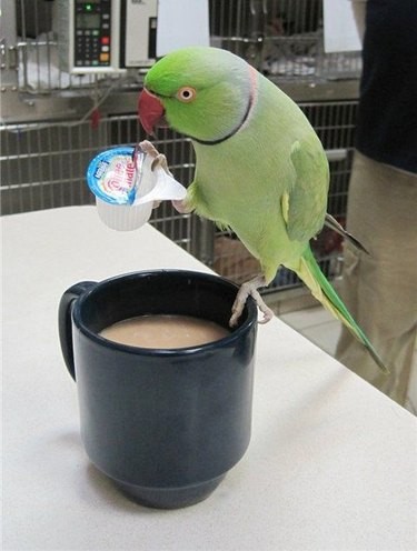 17 Unusual Pets That Will Melt Your Heart