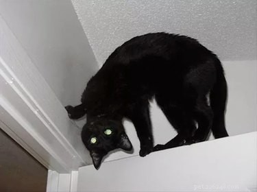 17 Unusual Pets That Will Melt Your Heart