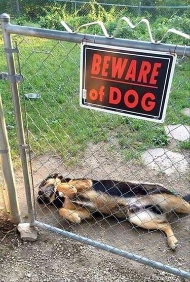 17 Unusual Pets That Will Melt Your Heart