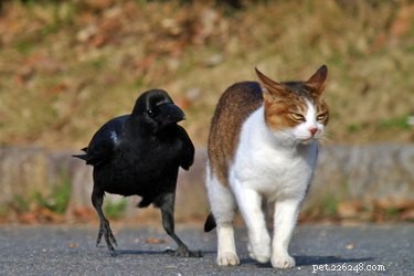 17 Unusual Pets That Will Melt Your Heart