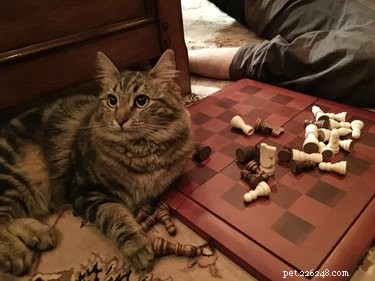 17 Unusual Pets That Will Melt Your Heart