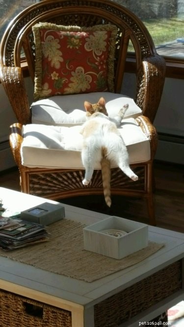 17 Unusual Pets That Will Melt Your Heart