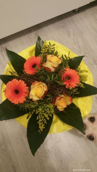 17 Pets That Will Delightfully Photobomb Your Memories