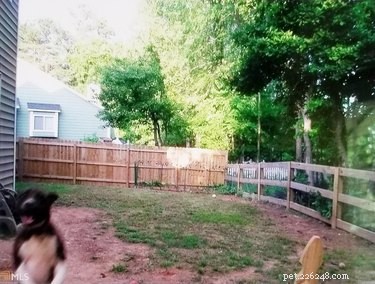17 Pets That Will Delightfully Photobomb Your Memories
