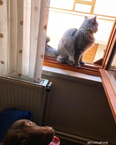 17 Pets That Will Delightfully Photobomb Your Memories