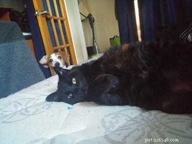 17 Pets That Will Delightfully Photobomb Your Memories