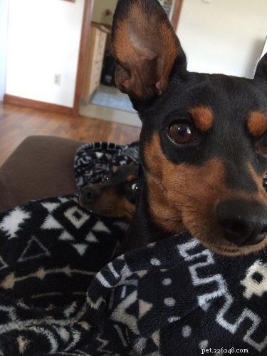 17 Pets That Will Delightfully Photobomb Your Memories