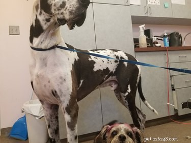 17 Pets That Will Delightfully Photobomb Your Memories