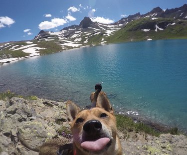 17 Pets That Will Delightfully Photobomb Your Memories