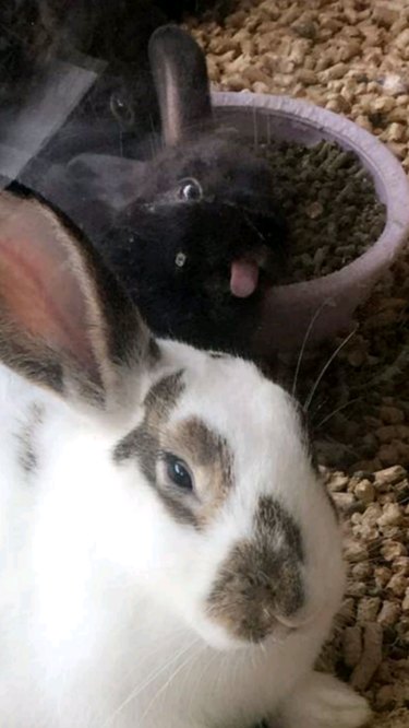 17 Pets That Will Delightfully Photobomb Your Memories